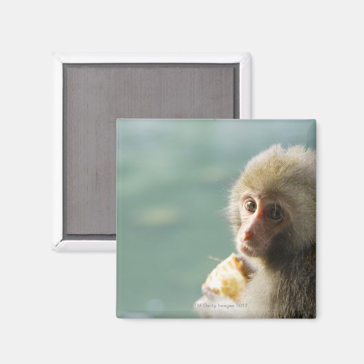 aap magneet (Voorkant / Achterkant)