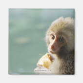 aap magneet (Voorkant)