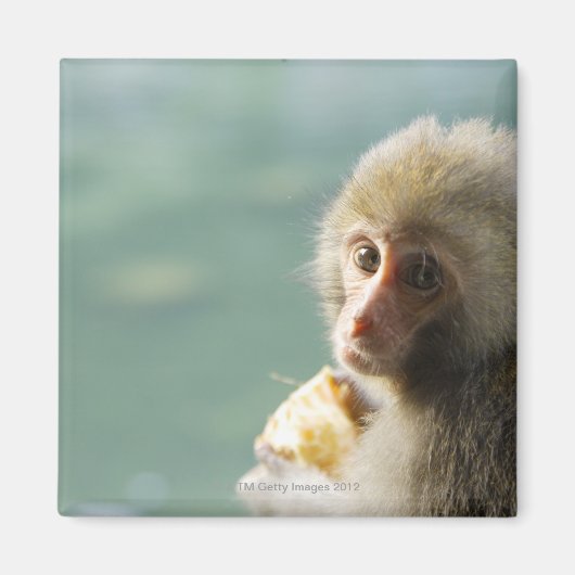 aap magneet (Voorkant)