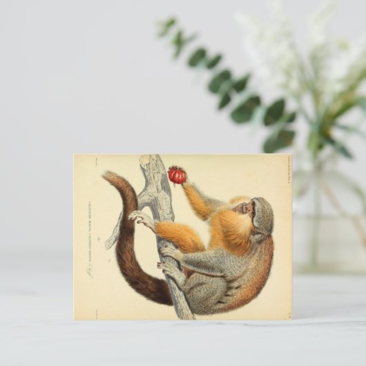  aap met Briefkaart van vruchten (Staand voorkant)