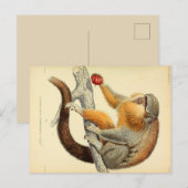  aap met Briefkaart van vruchten (Voorkant / Achterkant)