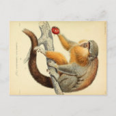  aap met Briefkaart van vruchten (Voorkant)