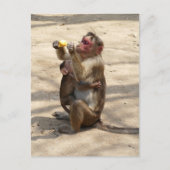 aap - Moeders ontbijt Briefkaart (Voorkant)