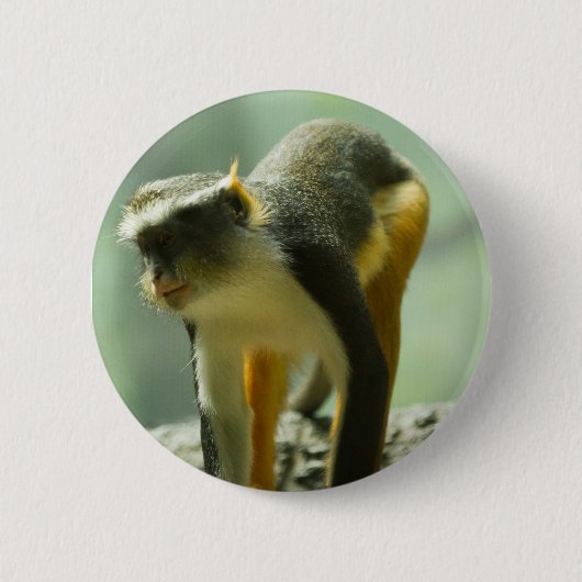aap ronde button 5,7 cm (Voorkant)