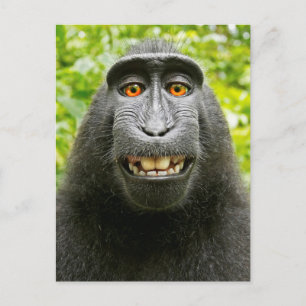 Aap Selfie Briefkaart