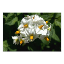 Aardappelbloemen afdrukken