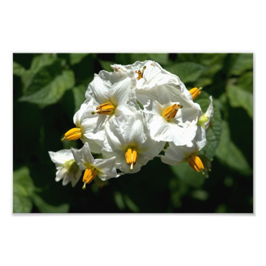 Aardappelbloemen afdrukken foto afdruk (Voorkant)