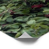 Aardappelbomen Poster (Hoek)