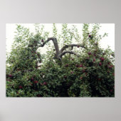 Aardappelbomen Poster (Voorkant)