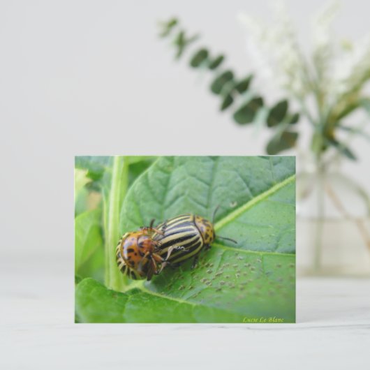 Aardappelbugs Briefkaart (Staand voorkant)