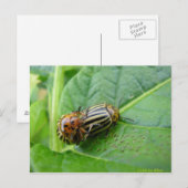 Aardappelbugs Briefkaart (Voorkant / Achterkant)