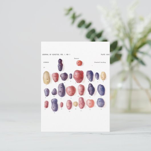  aardappelflessen briefkaart (Staand voorkant)