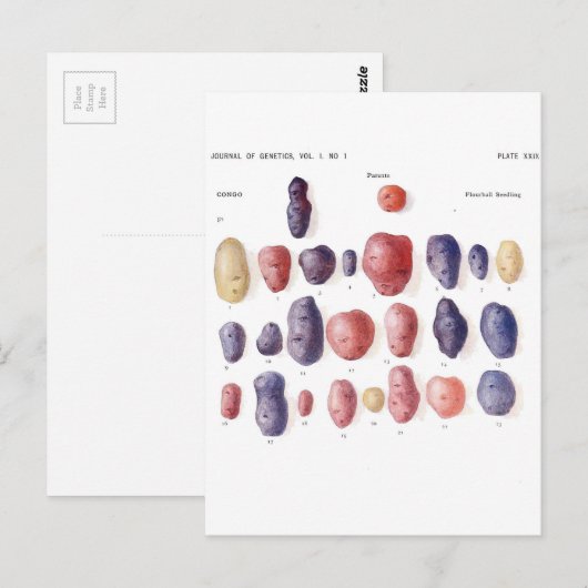  aardappelflessen briefkaart (Voorkant / Achterkant)