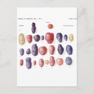 aardappelflessen briefkaart