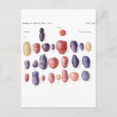  aardappelflessen briefkaart (Voorkant)