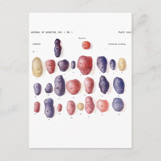  aardappelflessen briefkaart (Voorkant)