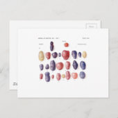  aardappelflessen briefkaart (Voorkant / Achterkant)