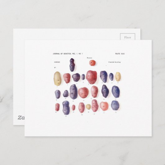 aardappelflessen briefkaart (Voorkant / Achterkant)