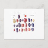 aardappelflessen briefkaart (Voorkant)