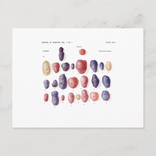  aardappelflessen briefkaart (Voorkant)