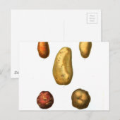  aardappelflessen briefkaart (Voorkant / Achterkant)