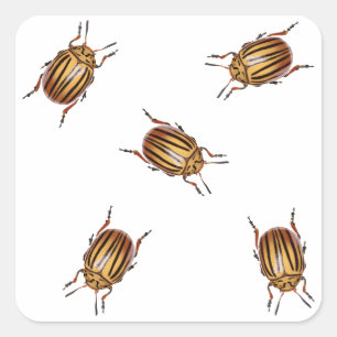 Aardappelkevers Vierkante Sticker