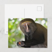 Aardappelmot Briefkaart (Voorkant / Achterkant)