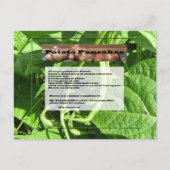 Aardappelpannenkoeken Briefkaart (Voorkant)