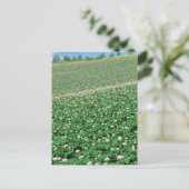 Aardappelveld 3 briefkaart (Staand voorkant)