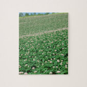 Aardappelveld 3 legpuzzel (Verticaal)