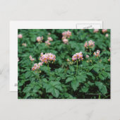 aardappelveld briefkaart (Voorkant / Achterkant)