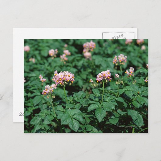 aardappelveld briefkaart (Voorkant / Achterkant)