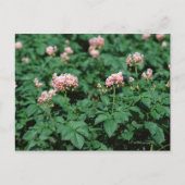 aardappelveld briefkaart (Voorkant)