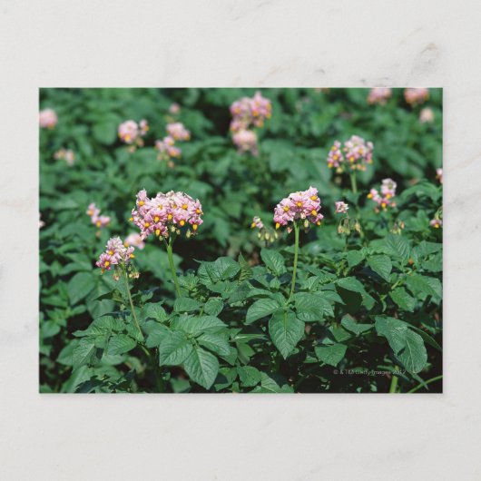 aardappelveld briefkaart (Voorkant)