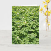 Aardappelveld Kaart (Gele Bloem)