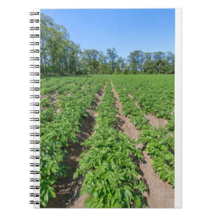 Aardappelveld met rijen aardappelplanten in Nederl Notitieboek