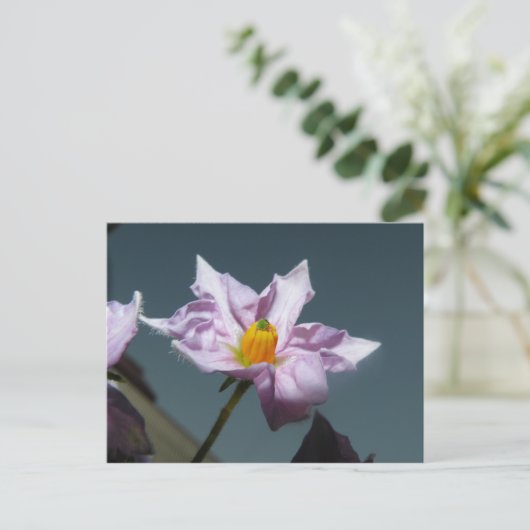 Aardappelventiel Briefkaart (Staand voorkant)