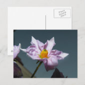 Aardappelventiel Briefkaart (Voorkant / Achterkant)