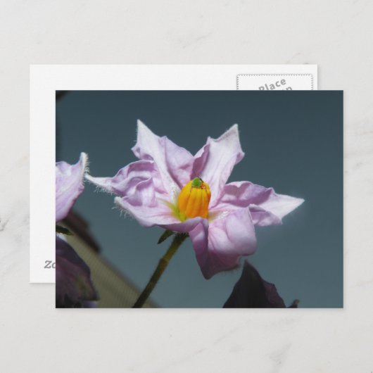 Aardappelventiel Briefkaart (Voorkant / Achterkant)