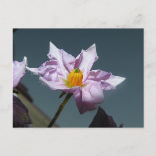 Aardappelventiel Briefkaart (Voorkant)