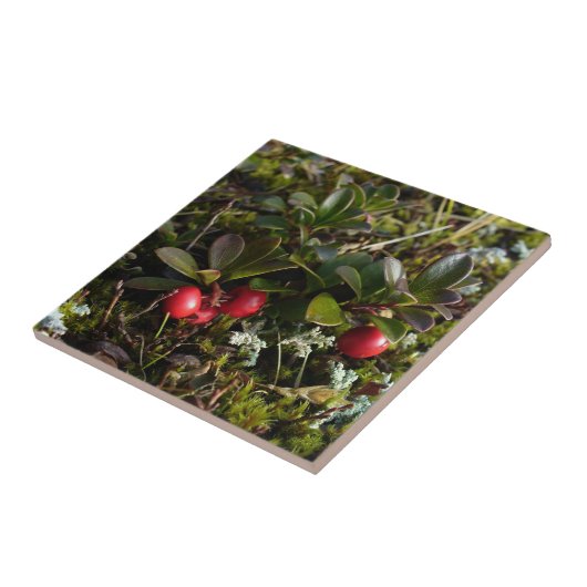 Aardbei, Arctostaphylus uva-ursi Tegeltje (Zijkant)