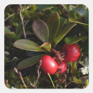 Aardbei, Arctostaphylus uva-ursi Vierkante Sticker