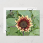 Aardbei Blonde Zonnebloem Briefkaart (Voorkant / Achterkant)