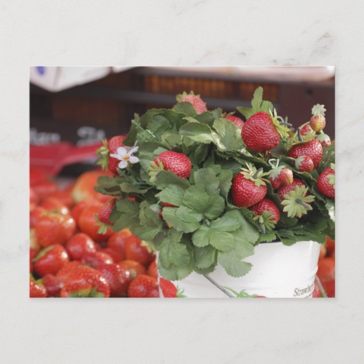 Aardbei Briefkaart (Voorkant)