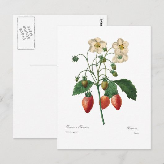 Aardbei Briefkaart (Voorkant / Achterkant)