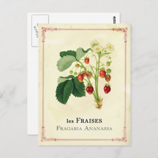 Aardbei Briefkaart (Voorkant / Achterkant)