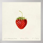 Aardbei (door Louis C.C. Krieger) Poster (Voorkant)