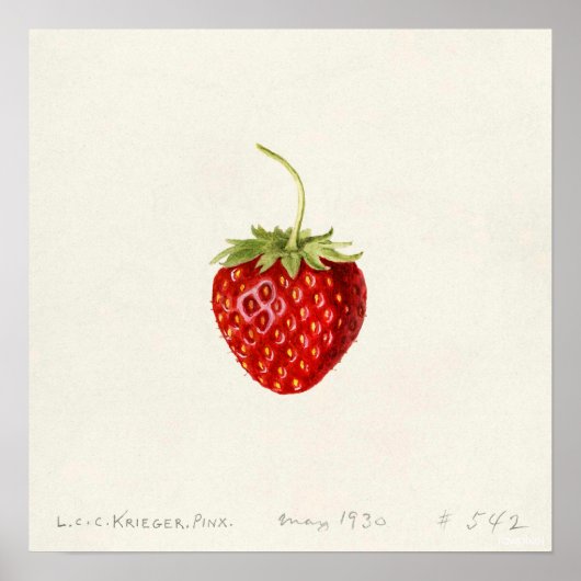 Aardbei (door Louis C.C. Krieger) Poster (Voorkant)