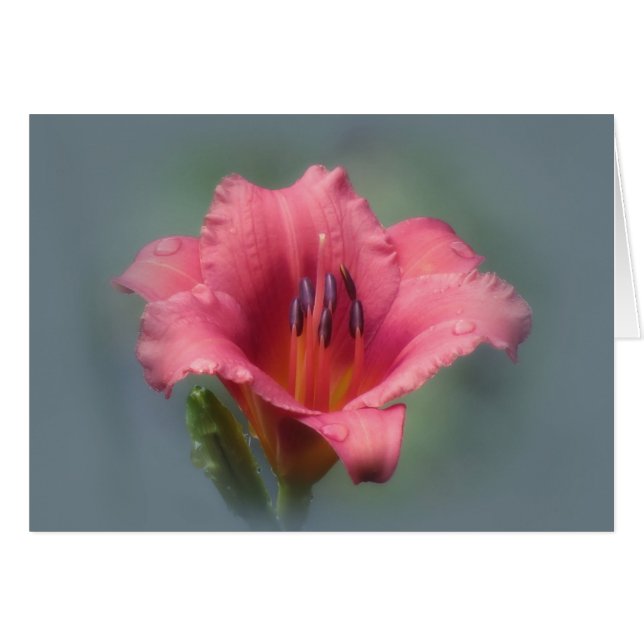 Aardbei en Blauw - Dagelijks (Voorkant Horizontaal)