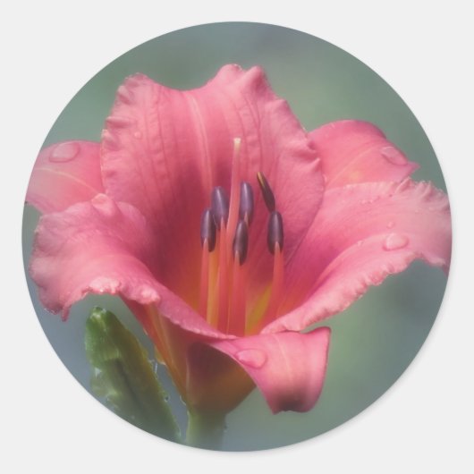 Aardbei en blauw - Daylily Ronde Sticker (Voorkant)